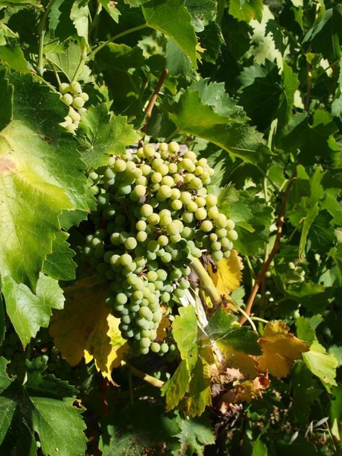 Agriturismo Gelso Castellana Sicula エクステリア 写真